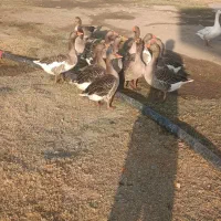 فروش تعداد12عدد غاز محلی اصیل|حیوانات مزرعه|محمدبار, |دیوار