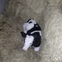 گوساله هلشتاین نر