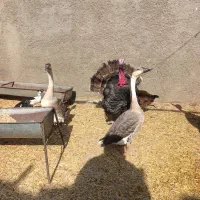 بوقلمون قوغاز مرغ خروس|حیوانات مزرعه|قرچک, فردیس|دیوار