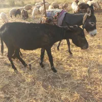 حیوانات|حیوانات مزرعه|سبزوار, شهرک صنعتی فرودگاه|دیوار