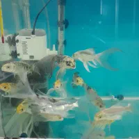 فروش تعدادی ماهی کوی|ماهی|بروجرد, |دیوار