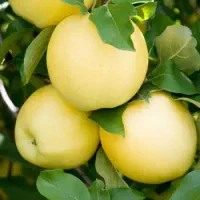 اجاره باغ سیب شما