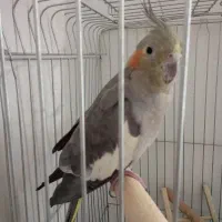 دو جفت عروس هلند سالم نر ماده|پرنده|شبستر, |دیوار