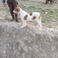 سگ ماده خراسانی