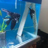 یک جفت انجل مولد