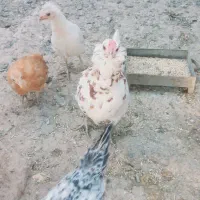 مرغ لری کوپ شو|حیوانات مزرعه|شاهینشهر, گرگاب|دیوار