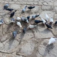 کبوتر|پرنده|مشهد, نوچاه|دیوار