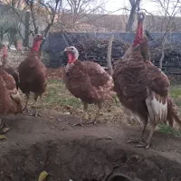 بوقلمون بوربورن