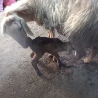 بره با کوسفند