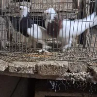 دو عدد طوقی نر و ماده پاک بدون عیب