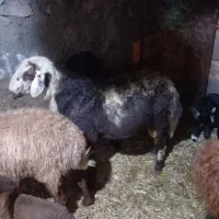 قوش افشار پلنگی