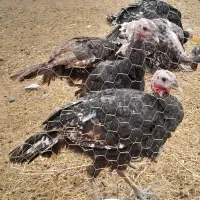 فروش بوقلمون برنز امریکا