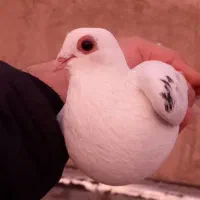 کبوتر|پرنده|تبریز, |دیوار