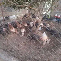 بوقلمون ماده