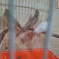 فنچ|پرنده|رشت, جماران|دیوار