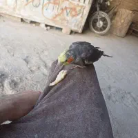 عروس هلندی دستی|پرنده|زهک, |دیوار