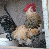 خروس نژاد مارانس