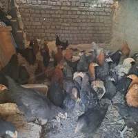 جوجه ۴ ماهه مرغ و‌ خروس