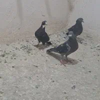 کفتر|پرنده|زرند, |دیوار