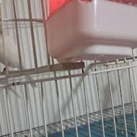 قناری نروماده باعروس هلندی