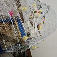 عروس هلندی|پرنده|شاهرود, |دیوار