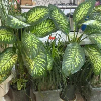 گل ‌و‌گیاه طبیعی آپارتمانی