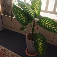 فروش گل های اپارتمانی