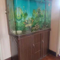 آکواریوم شیشه خم شرکتی|ماهی|اصفهان, همدانیان|دیوار