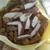 چغندر علوفه ای