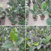 فیکوس سبز بلک التیسما ببری