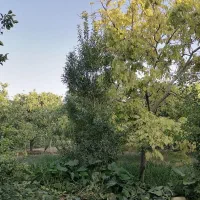 فروش باغ و 45 دقیقه آب اسپیچار