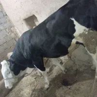 گاو نر قصابی|حیوانات مزرعه|دیواندره, |دیوار