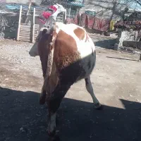 گاو گوشتی|حیوانات مزرعه|سیلوانه, |دیوار