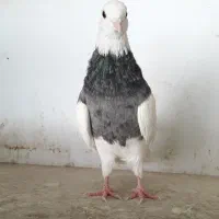 طوقی کبوتر کفتر