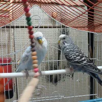 جفت مرغ عشق مولد