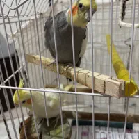 عروس هلندی|پرنده|مشکین‌دشت, |دیوار