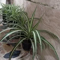 گل گندمی|گل و گیاه طبیعی|رشت, دروازه لاکان|دیوار