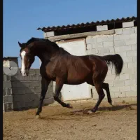 مادیون دوخون ۱۰ ساله صحیح سالم به شرط