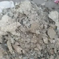 کود کبوتر