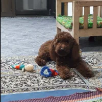 سگ پودل|سگ|چمستان, |دیوار