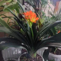 تعدادی گل و گلدان زیبا و بهاری