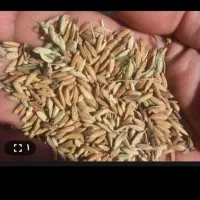شلتوک پارسال خشک