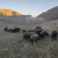 گوسفند دشتی و دامازدیخ|حیوانات مزرعه|سراب, |دیوار