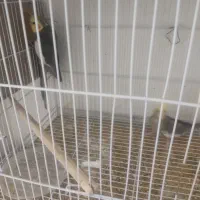 یک جفت عروس هلندی روی تخم|پرنده|زاهدان, |دیوار