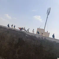 همه جور کفتری موجود هست کفتر پرشی و زینتی|پرنده|اصفهان, باتون|دیوار