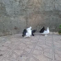دم چتری|پرنده|قم, شاه ابراهیم|دیوار