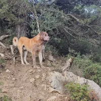 گمشده|حیوانات|آشخانه, |دیوار