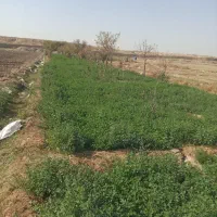 یونجه تازه|لوازم جانبی حیوانات|مشهد, شهید آوینی|دیوار
