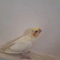 جوجه عروس هلندی 60روزه