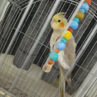 عروس هلندی ماده برنزی